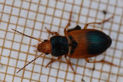 <i>Diachromus germanus</i>