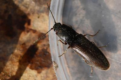 <i>Athous haemorrhoidalis</i>
