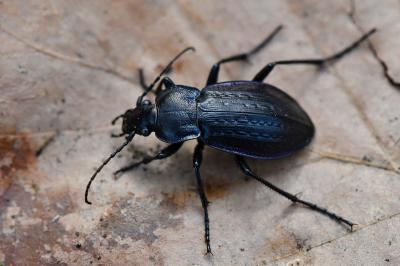 <i>Carabus arvensis</i>