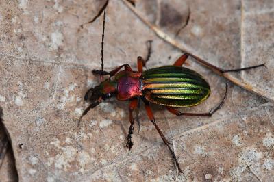 <i>Carabus auronitens</i>