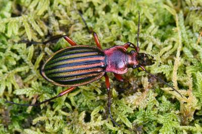 <i>Carabus auronitens</i>