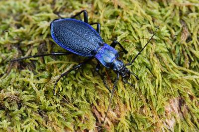 <i>Carabus intricatus</i>