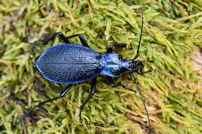 <i>Carabus intricatus</i>