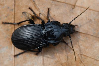 <i>Abax parallelepipedus</i>