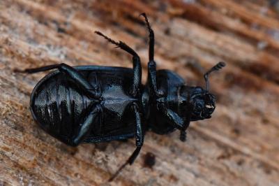 <i>Platycerus caraboides</i>