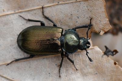<i>Platycerus caraboides</i>