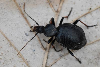 <i>Cychrus attenuatus</i>