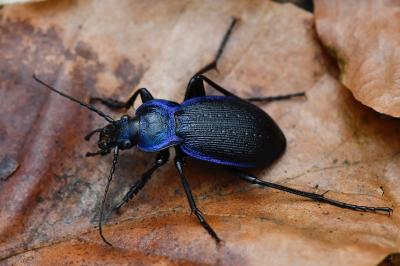 <i>Carabus problematicus</i>