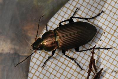 <i>Poecilus cupreus</i>