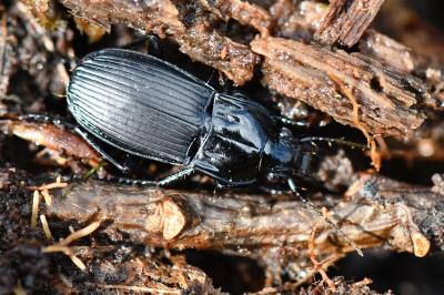 <i>Abax parallelepipedus</i>