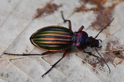 <i>Carabus auronitens</i>