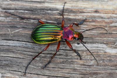 <i>Carabus auronitens</i>