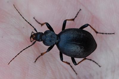 <i>Cychrus attenuatus</i>
