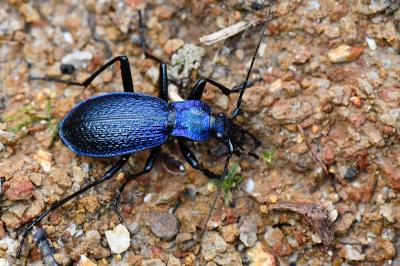 <i>Carabus intricatus</i>
