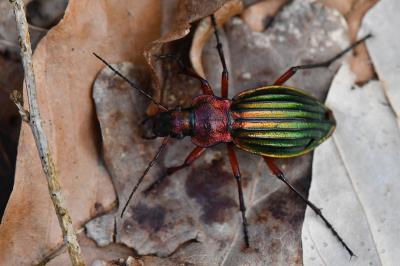 <i>Carabus auronitens</i>