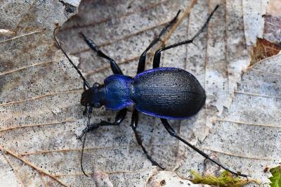 <i>Carabus problematicus</i>
