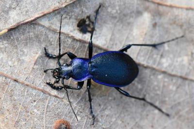 <i>Carabus problematicus</i>