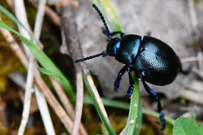 <i>Timarcha goettingensis</i>
