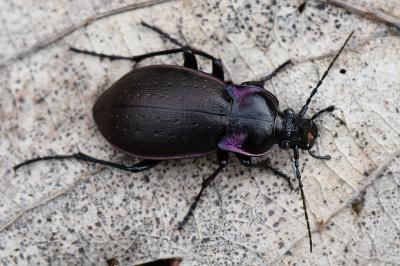 <i>Carabus nemoralis</i>