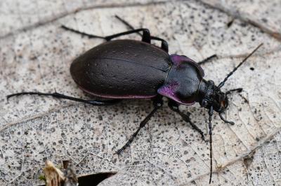 <i>Carabus nemoralis</i>