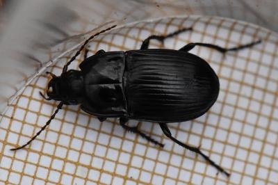 <i>Abax ovalis</i>