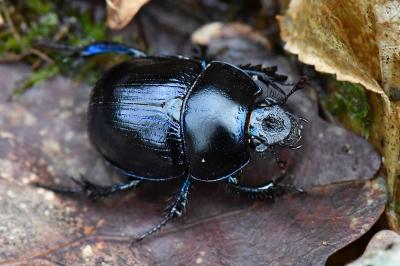 <i>Anoplotrupes stercorosus</i>