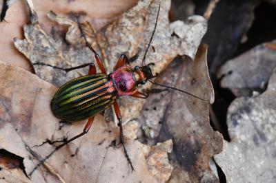 <i>Carabus auronitens</i>