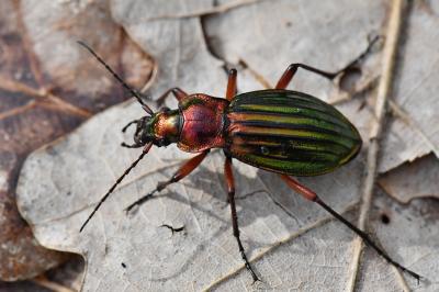 <i>Carabus auronitens</i>