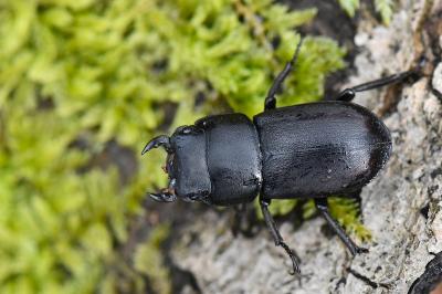 Dorcus parallelipipedus