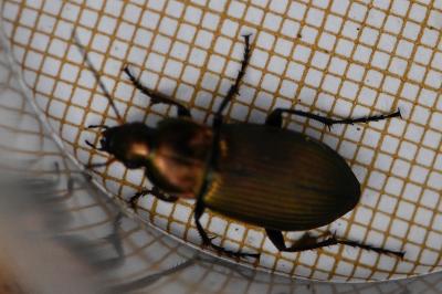 <i>Poecilus cupreus</i>
