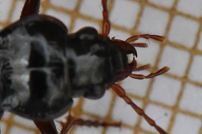 <i>Nebria brevicollis</i>