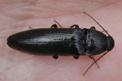 <i>Melanotus villosus</i>
