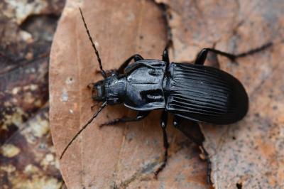 <i>Abax parallelepipedus</i>