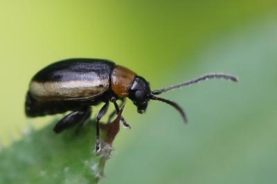 <i>Longitarsus dorsalis</i>
