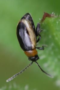 <i>Longitarsus dorsalis</i>