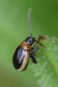 <i>Longitarsus dorsalis</i>