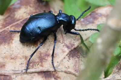 <i>Meloe violaceus</i>