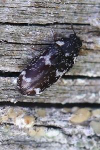<i>Megatoma undata</i>