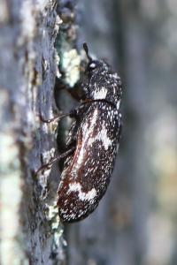 <i>Megatoma undata</i>