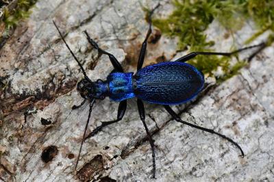 <i>Carabus intricatus</i>