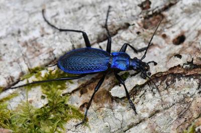 <i>Carabus intricatus</i>