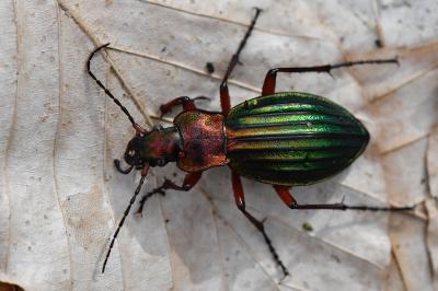 <i>Carabus auronitens</i>