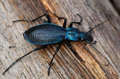 <i>Carabus intricatus</i>