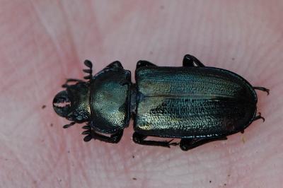 <i>Platycerus caraboides</i>