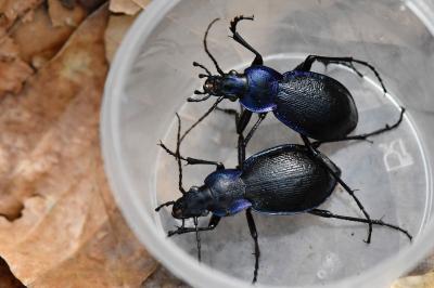 <i>Carabus problematicus</i>