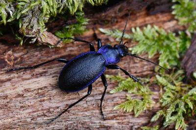 <i>Carabus problematicus</i>
