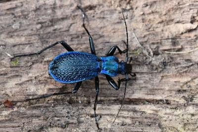 <i>Carabus intricatus</i>