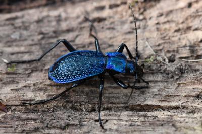 <i>Carabus intricatus</i>