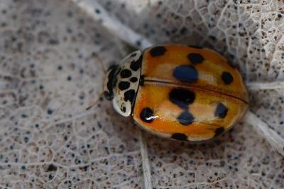 Adalia decempunctata