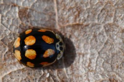 <i>Adalia decempunctata</i>